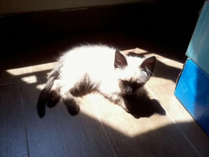 Gato ra a Ciamês idade Abaixo de 2 meses nome Filhote