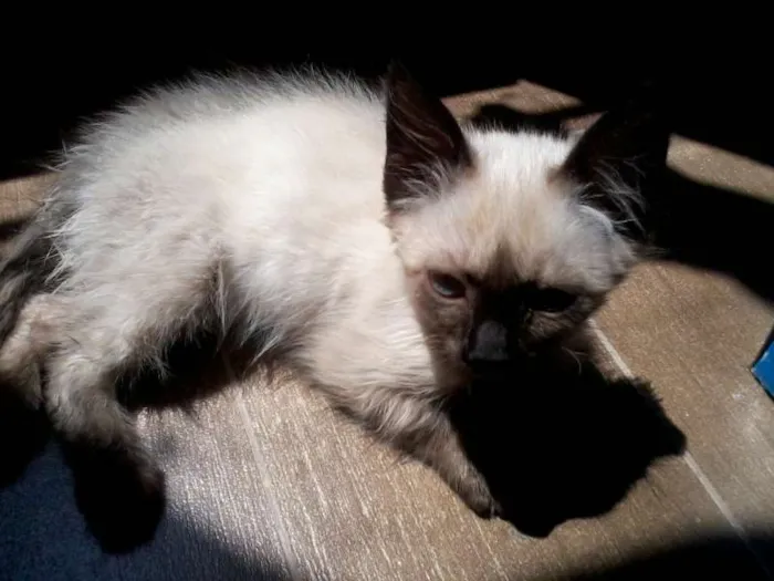 Gato ra a Ciamês idade Abaixo de 2 meses nome Filhote