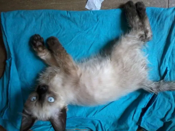 Gato ra a Ciamês idade Abaixo de 2 meses nome Filhote