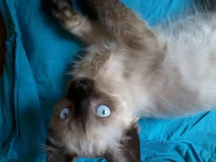 Gato ra a Ciamês idade Abaixo de 2 meses nome Filhote