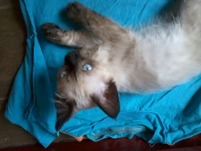 Gato ra a Ciamês idade Abaixo de 2 meses nome Filhote
