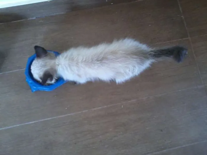 Gato ra a Ciamês idade Abaixo de 2 meses nome Filhote