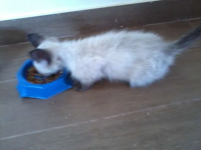 Gato ra a Ciamês idade Abaixo de 2 meses nome Filhote