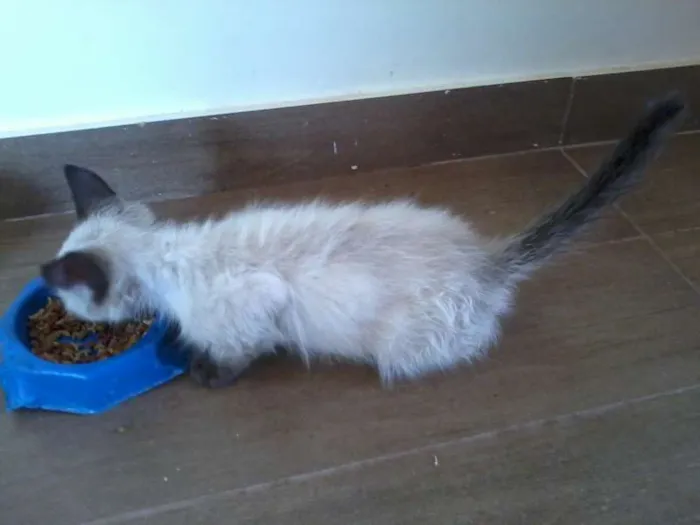 Gato ra a Ciamês idade Abaixo de 2 meses nome Filhote