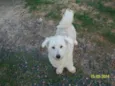 bebe