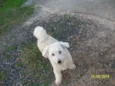 bebe