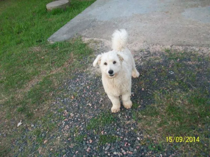 Cachorro ra a mestiço poodle idade 2 anos nome bebe