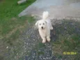 bebe
