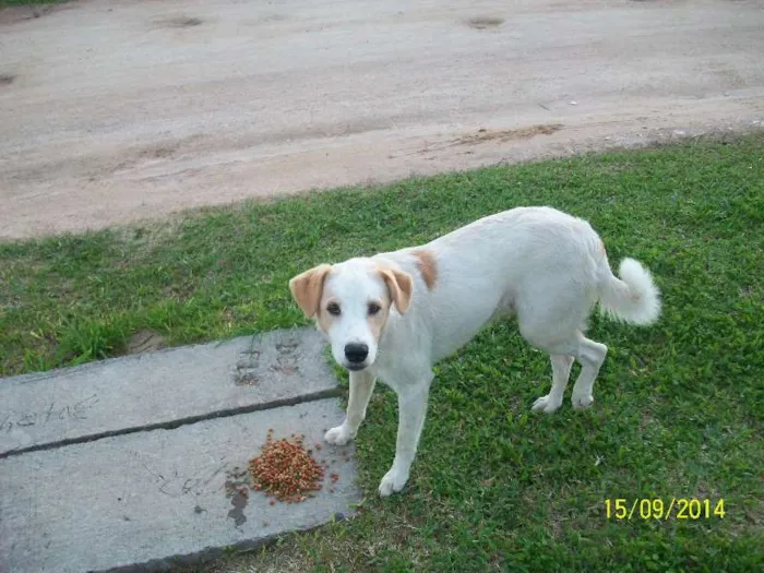Cachorro ra a vira-lata idade 2 anos nome brancão