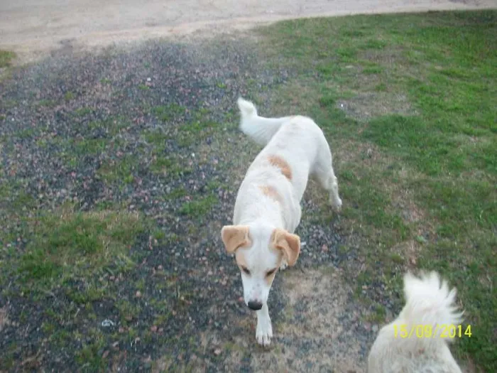 Cachorro ra a vira-lata idade 2 anos nome brancão