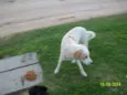 brancão
