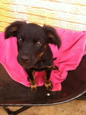 Cachorro raça Viralata idade 2 a 6 meses nome Fofo