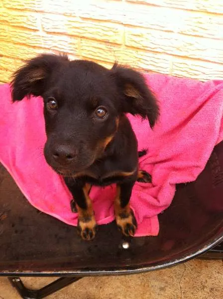 Cachorro ra a Viralata idade 2 a 6 meses nome Fofo