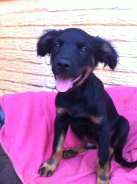 Cachorro ra a Viralata idade 2 a 6 meses nome Fofo