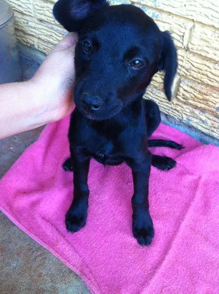 Cachorro ra a vira lata idade 2 a 6 meses nome Pretinho