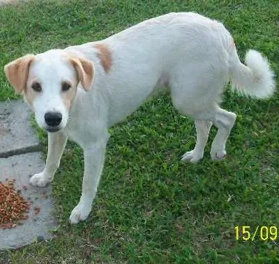Cachorro ra a vira-lata idade 2 anos nome brancão