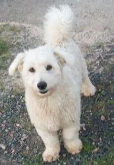 Cachorro raça mestiço poodle idade 2 anos nome bebe