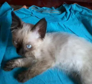 Gato raça Ciamês idade Abaixo de 2 meses nome Filhote