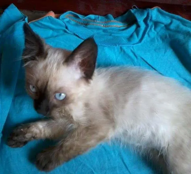 Gato ra a Ciamês idade Abaixo de 2 meses nome Filhote