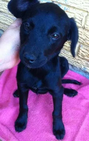 Cachorro raça vira lata idade 2 a 6 meses nome Pretinho