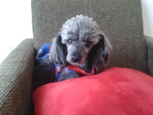 Cachorro raça Poodle idade 6 ou mais anos nome ROBINHO GRATIFICA