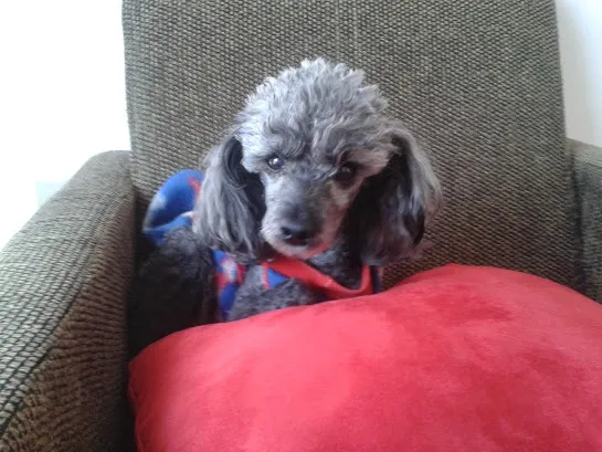 Cachorro ra a Poodle idade 6 ou mais anos nome ROBINHO GRATIFICA