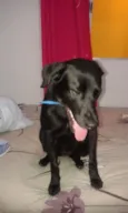 meg