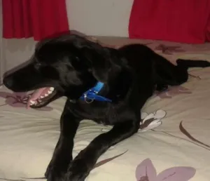 Cachorro raça viralata idade 7 a 11 meses nome meg