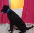 meg