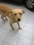 Bonitão