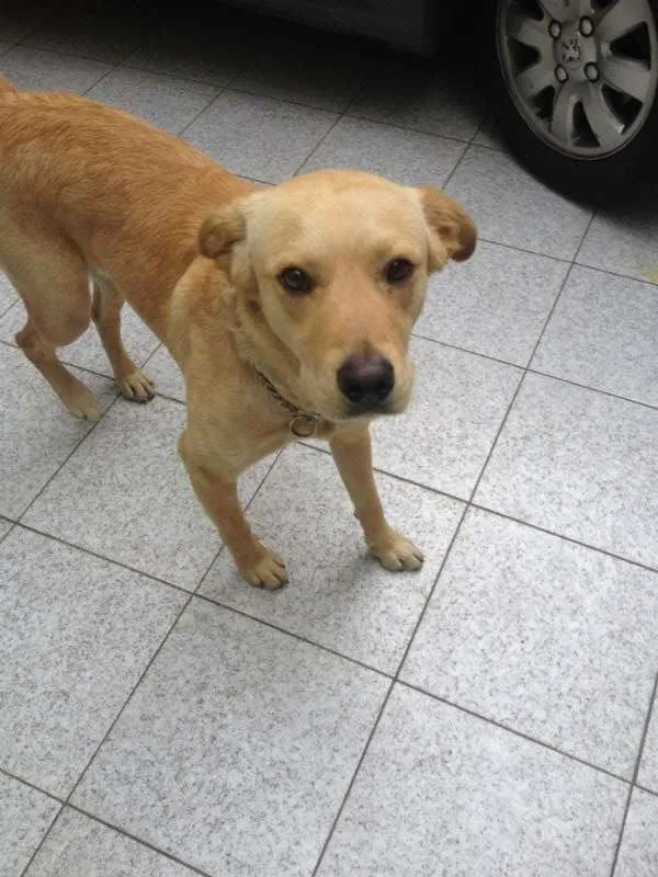 Cachorro ra a Vira Lata idade 7 a 11 meses nome Bonitão