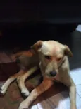 Bonitão