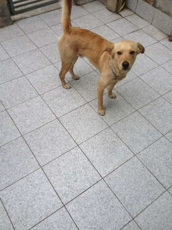 Cachorro ra a Vira Lata idade 7 a 11 meses nome Bonitão