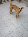 Bonitão