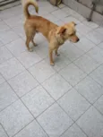 Bonitão