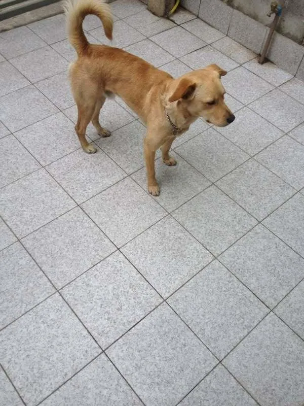 Cachorro ra a Vira Lata idade 7 a 11 meses nome Bonitão
