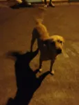 Bonitão
