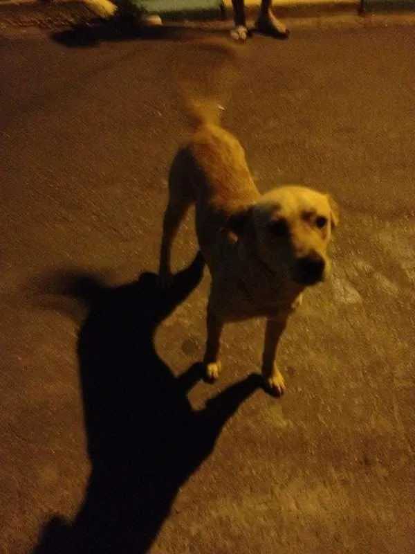 Cachorro ra a Vira Lata idade 7 a 11 meses nome Bonitão