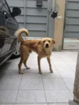 Bonitão
