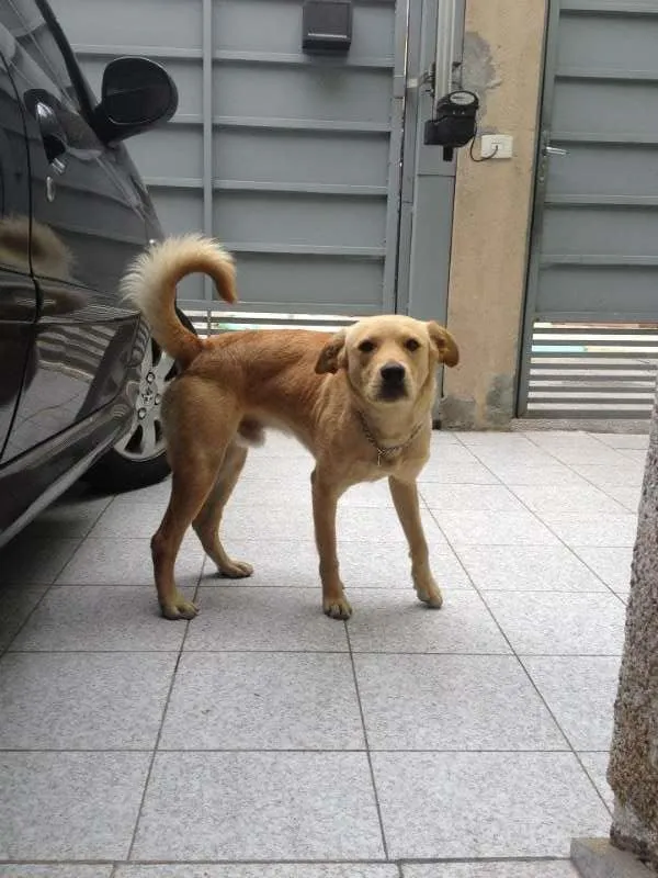 Cachorro ra a Vira Lata idade 7 a 11 meses nome Bonitão