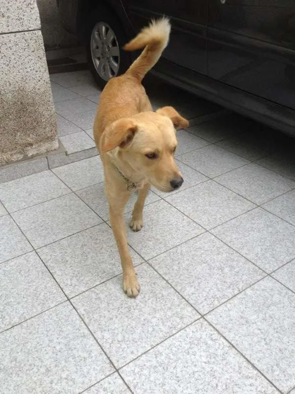 Cachorro ra a Vira Lata idade 7 a 11 meses nome Bonitão