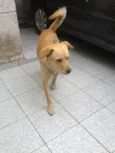Bonitão