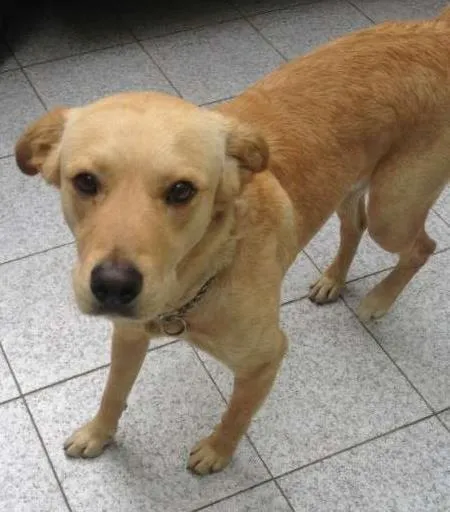 Cachorro ra a Vira Lata idade 7 a 11 meses nome Bonitão