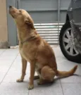Bonitão