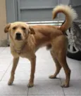 Bonitão