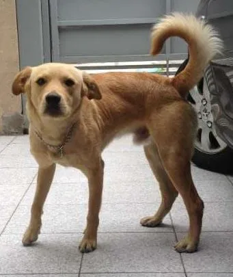 Cachorro ra a Vira Lata idade 7 a 11 meses nome Bonitão