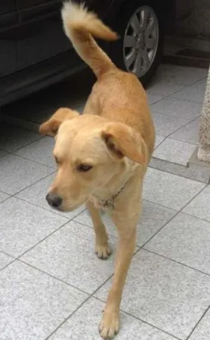 Cachorro raça Vira Lata idade 7 a 11 meses nome Bonitão