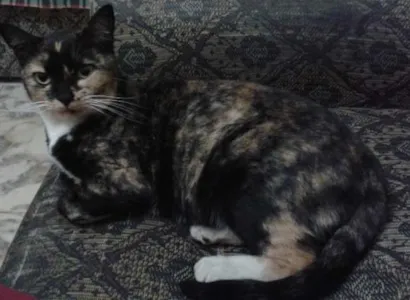 Gato raça SRD idade 3 anos nome Botininha