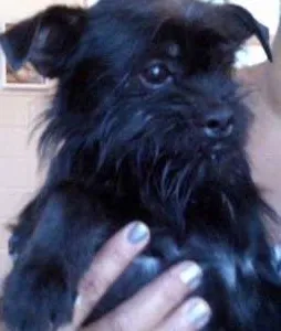 Cachorro ra a srd idade 1 ano nome Scoobe
