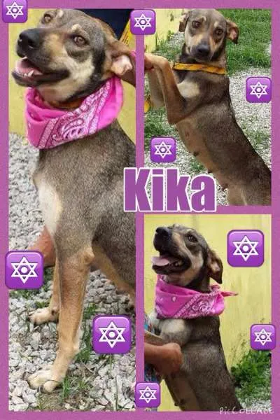 Cachorro ra a SRD idade  nome KIKA